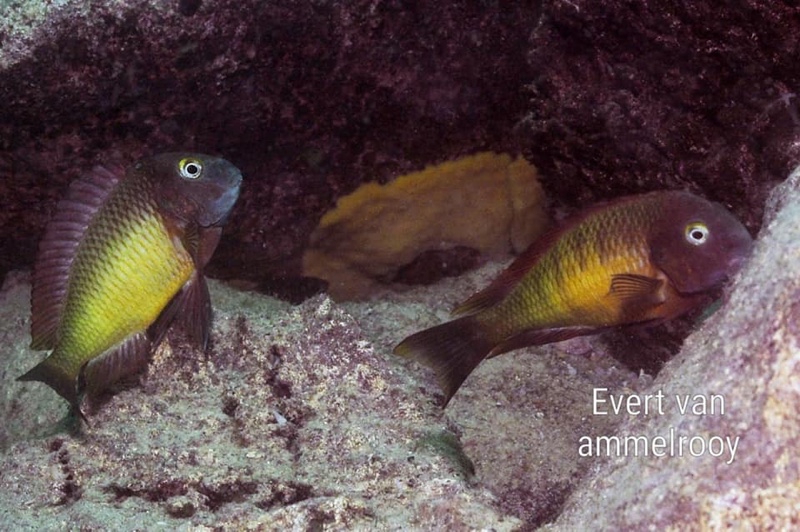 Tropheus Ilangi 'Ilangi'